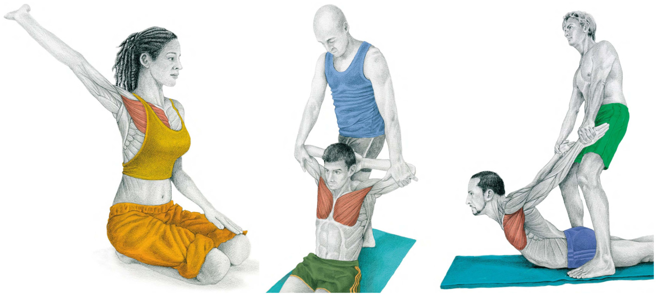 胸大肌太紧了怎么办？切记不要直接拉伸！