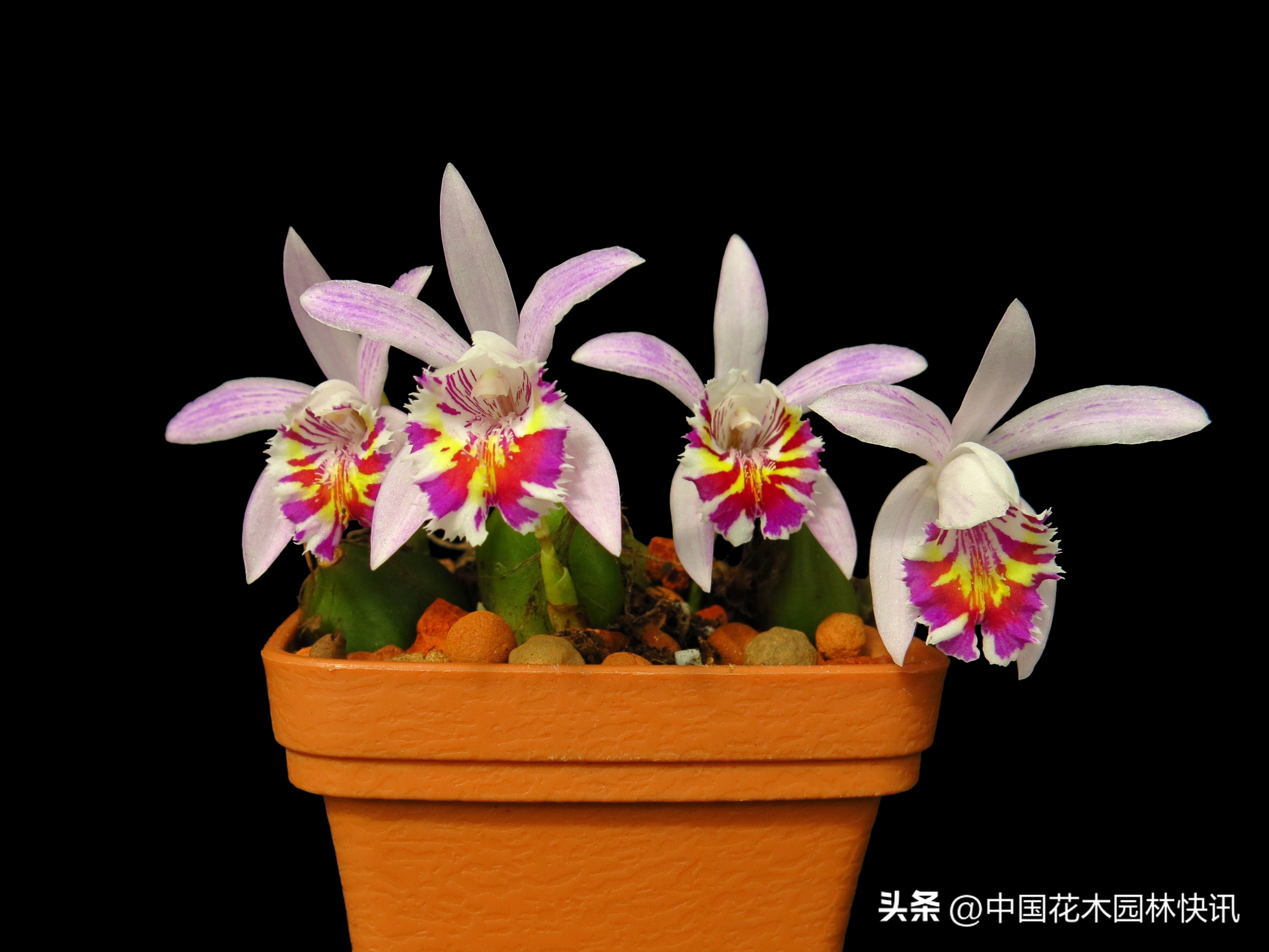 昆明植物研究所直播,云南省昆明市植物研究所