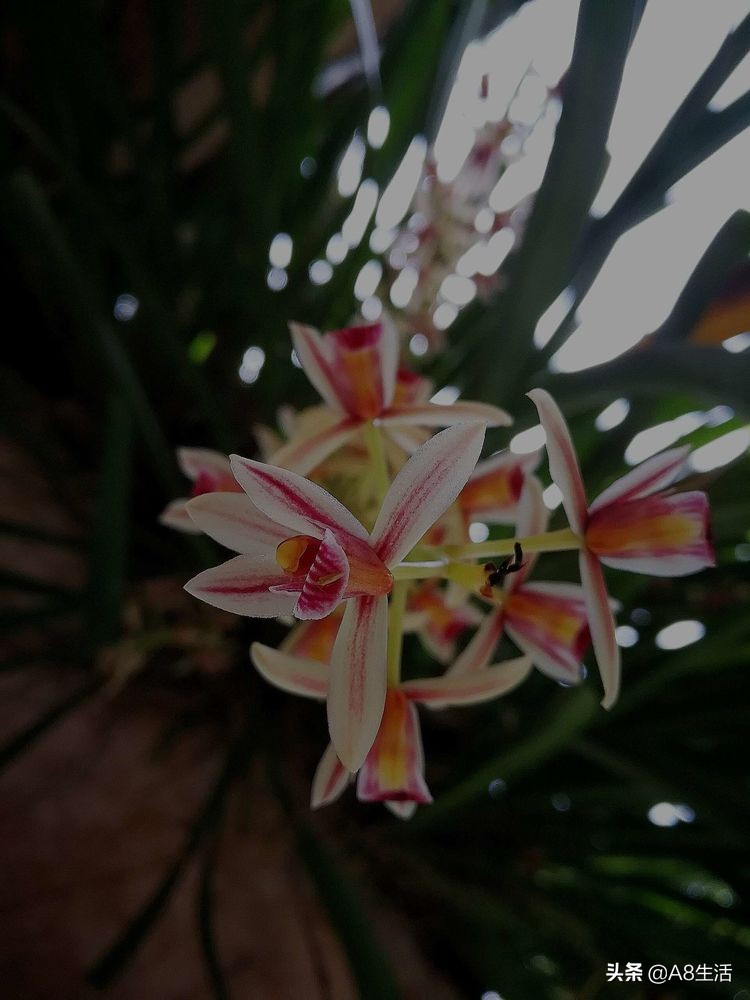 带你认识中华兰花纹瓣兰,顶级纹瓣兰图片