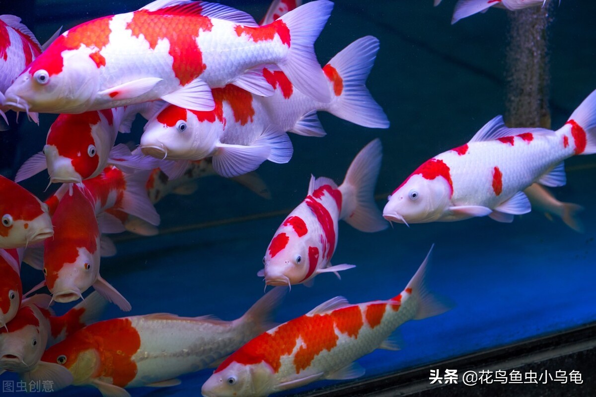 锦鲤怎么养才能养活自己,新手锦鲤怎么养