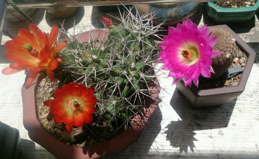 美丽/奇异花草欣赏系列——各种仙人球之“虾”