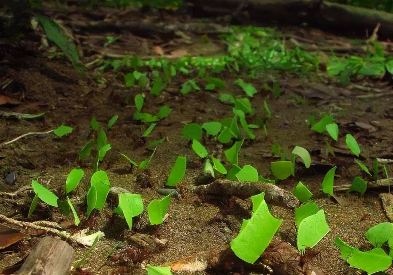 靠“种植”供养百万蚁族，天生长有金属牙齿，切叶蚁有多神奇？