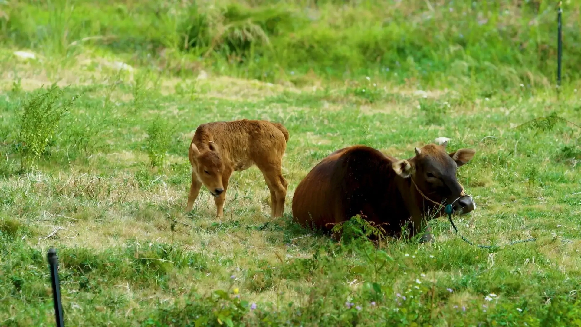 小朋友问为什么牛羊吃草会那么壮,为什么牛羊吃草还会长得这么肥