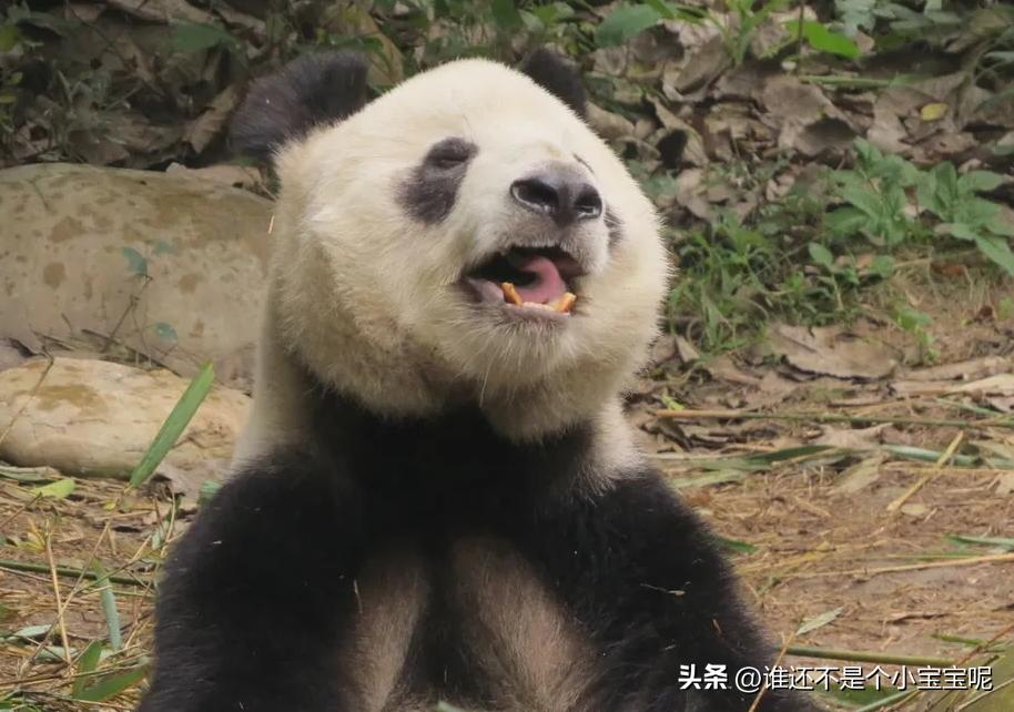 每天认识一只大熊猫和花,每天认识一支大熊猫