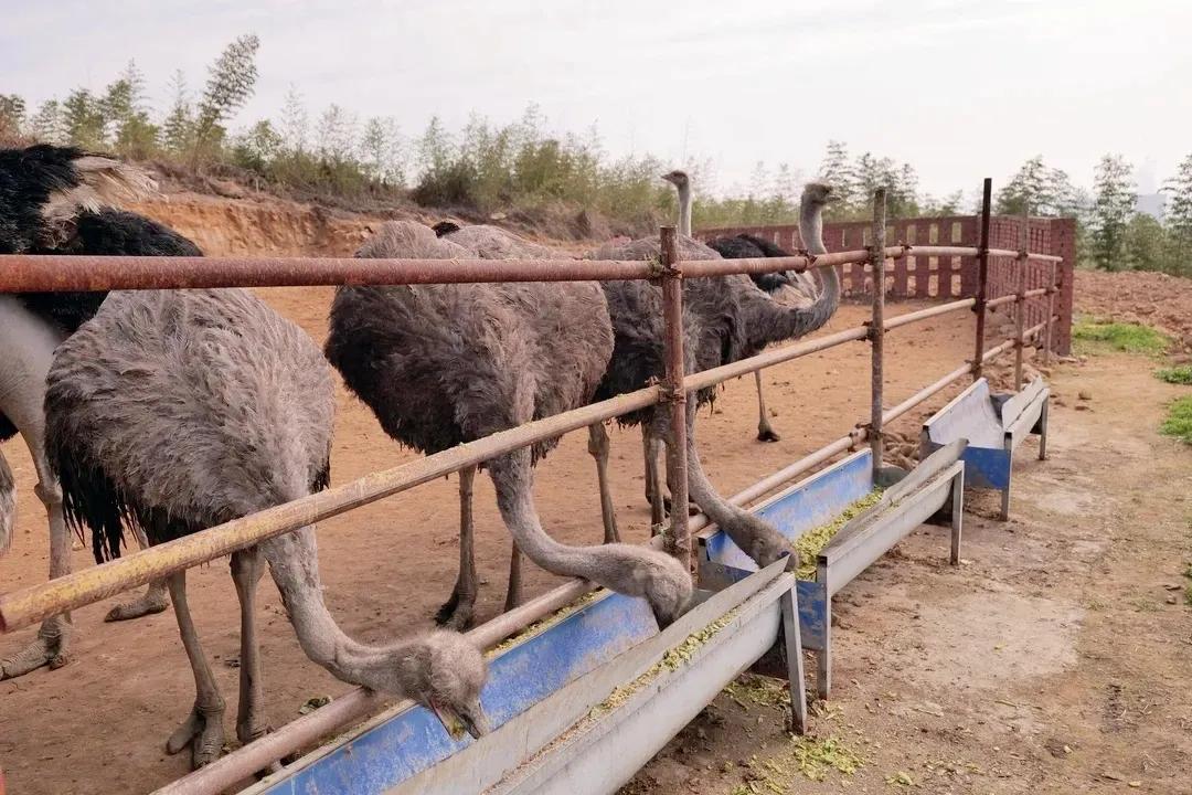 农村大学生返乡养殖鸵鸟,资中80后小伙返乡创业养鸵鸟