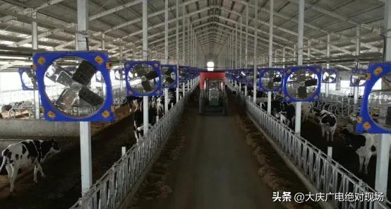 大庆生产的牛奶,大庆产牛奶