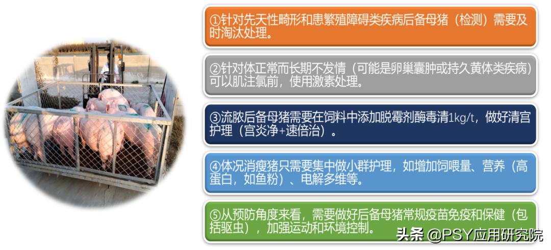 后备母猪不怀孕最佳治疗方法,后备母猪不发情怎么办小妙招