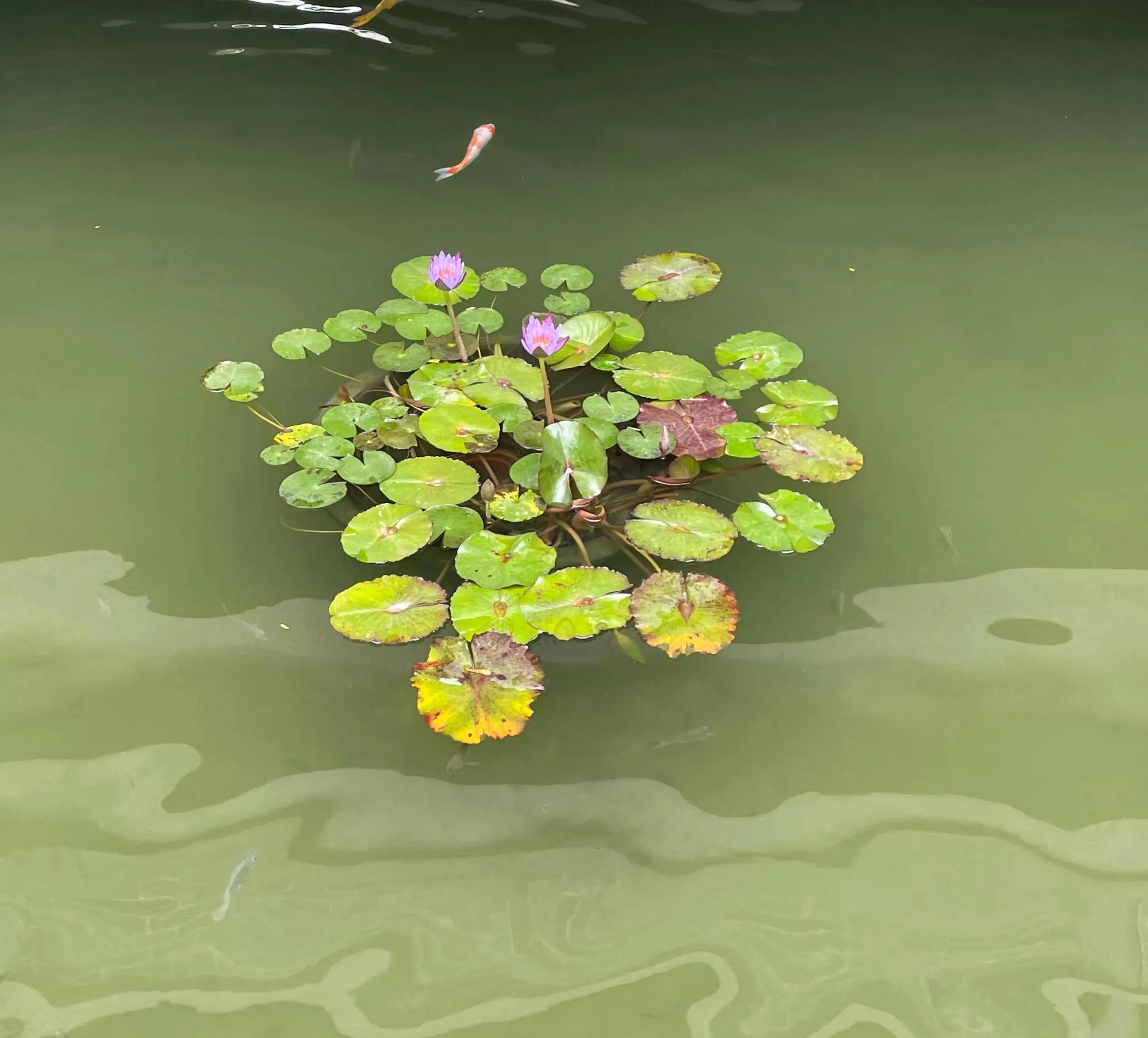 跟着大湾仔游西关——永庆坊荔枝湾涌一日游