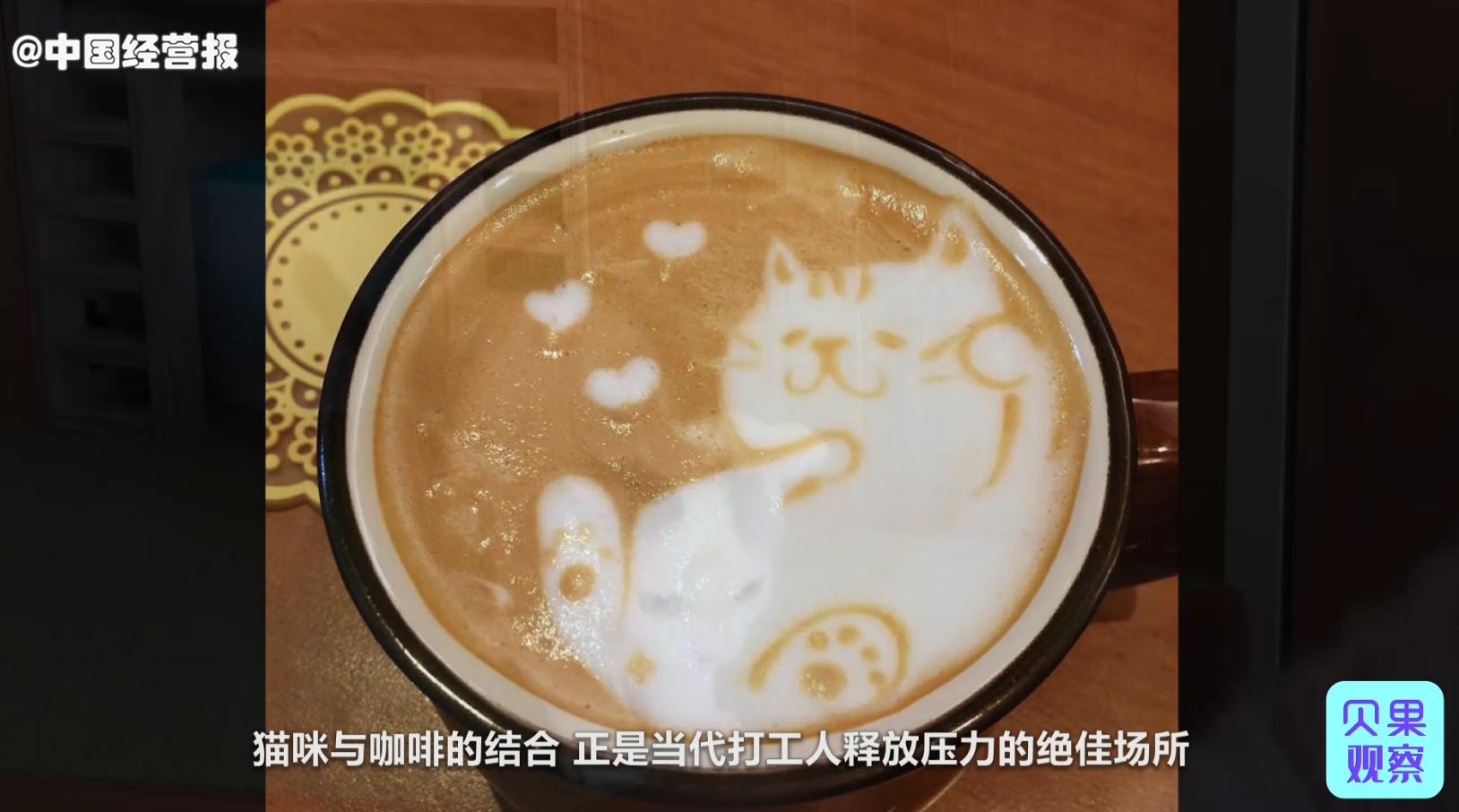 国内外猫咖近几年现状,猫咖到底有多强