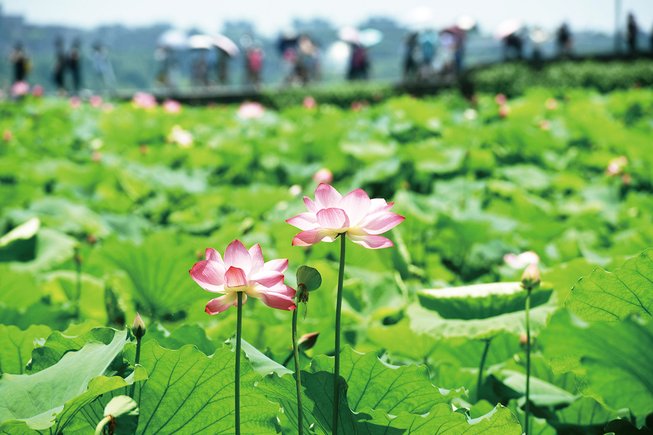 十首绝美的咏荷的词,关于秋荷的古诗