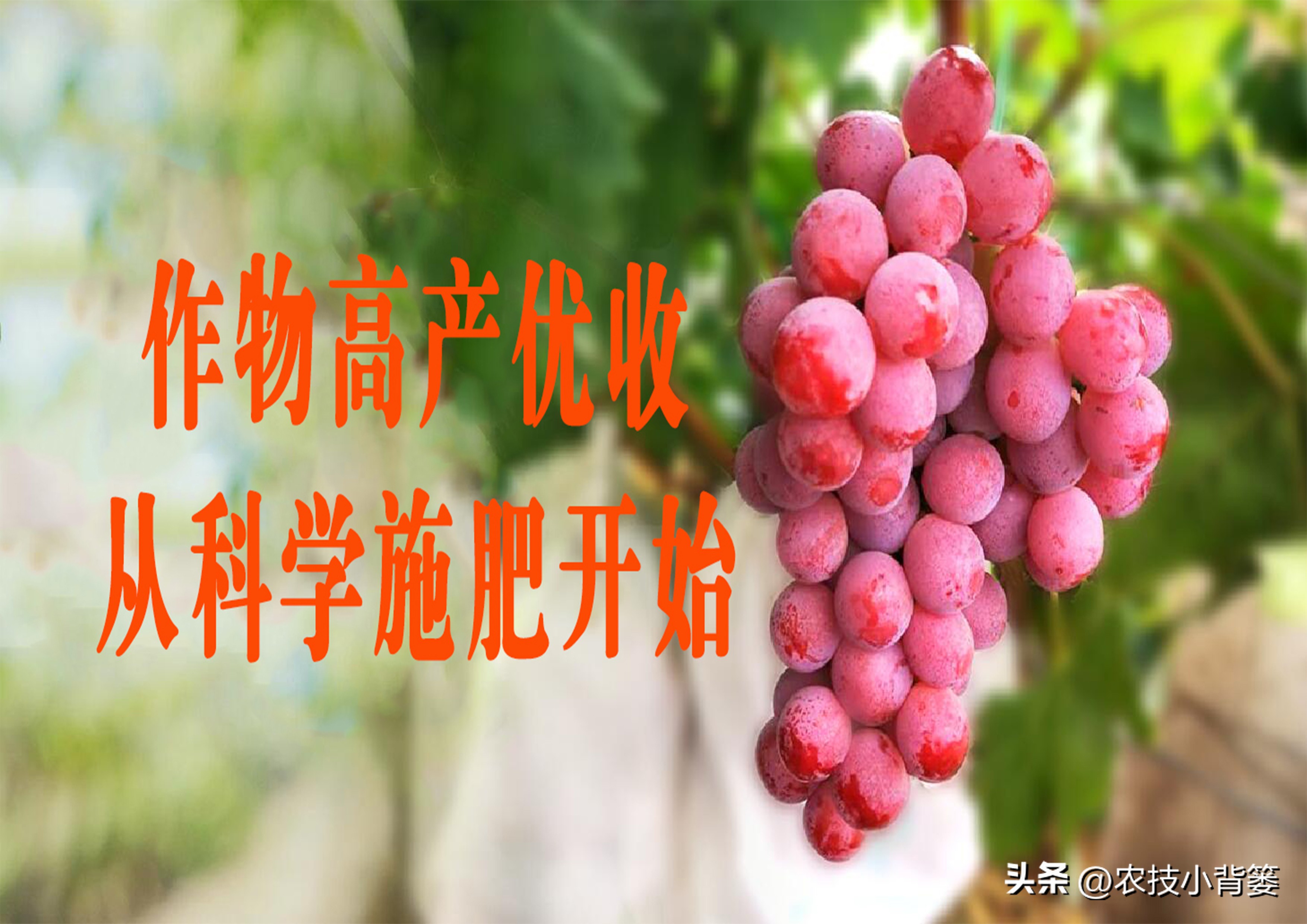 磷肥过量施用会怎样,磷元素缺乏有什么危害