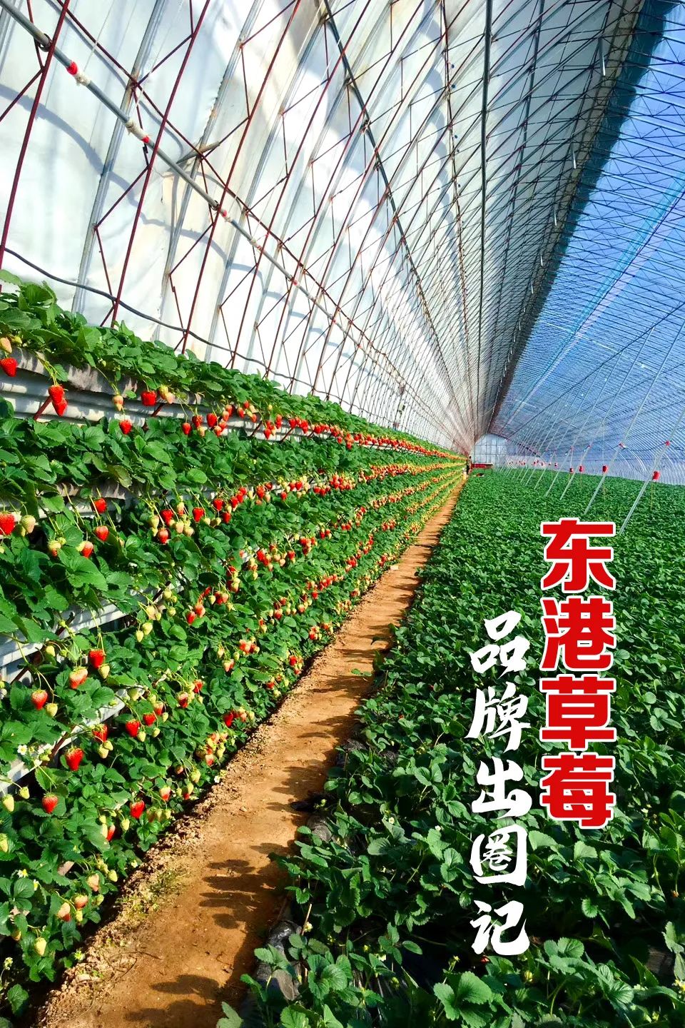 东港草莓,东港草莓市场份额