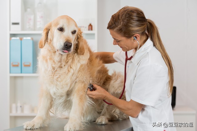 金毛累瘫呕吐起不来怎么办,金毛生病恢复后怎么引导吃食