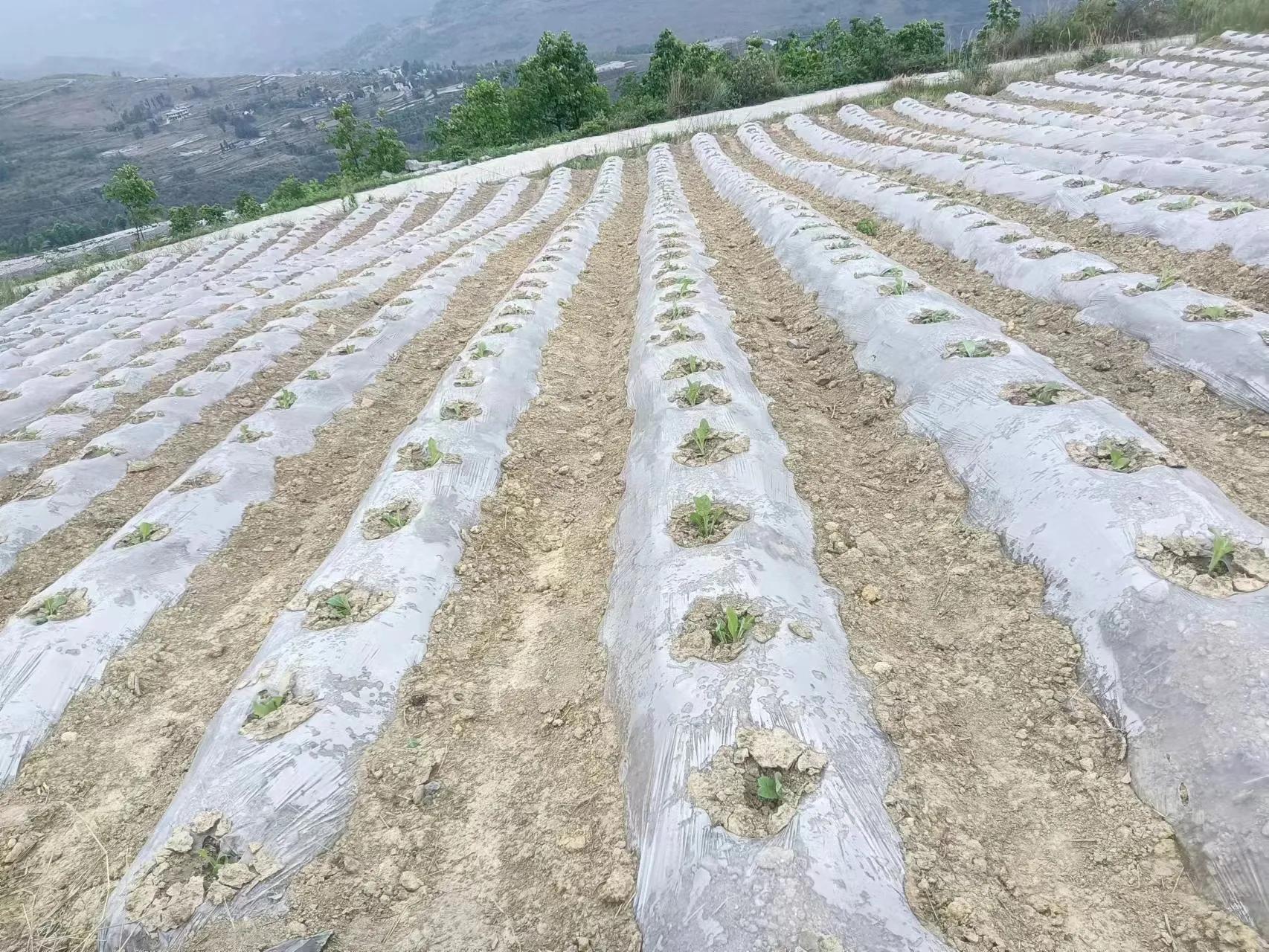 农村栽烤烟能赚钱不,承包土地种烟叶能挣钱吗