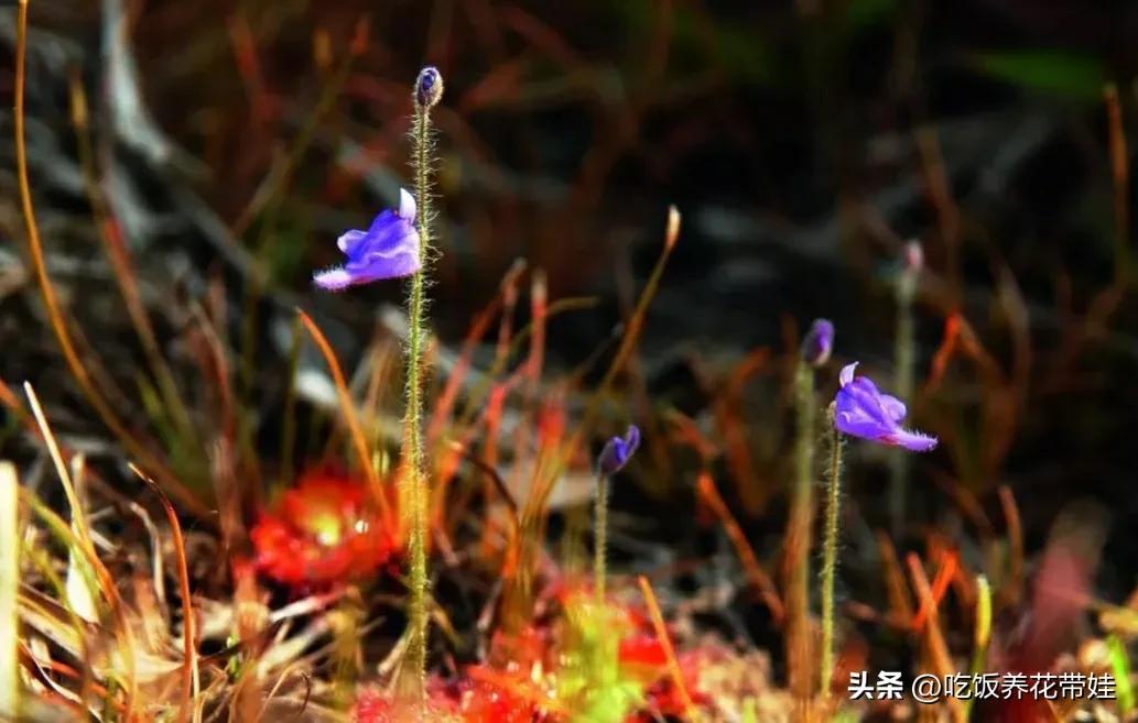 植物中的捕猎高手,植物界的捕猎大师