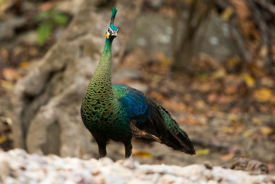 保护百鸟之王绿孔雀,中国的百鸟之王绿孔雀