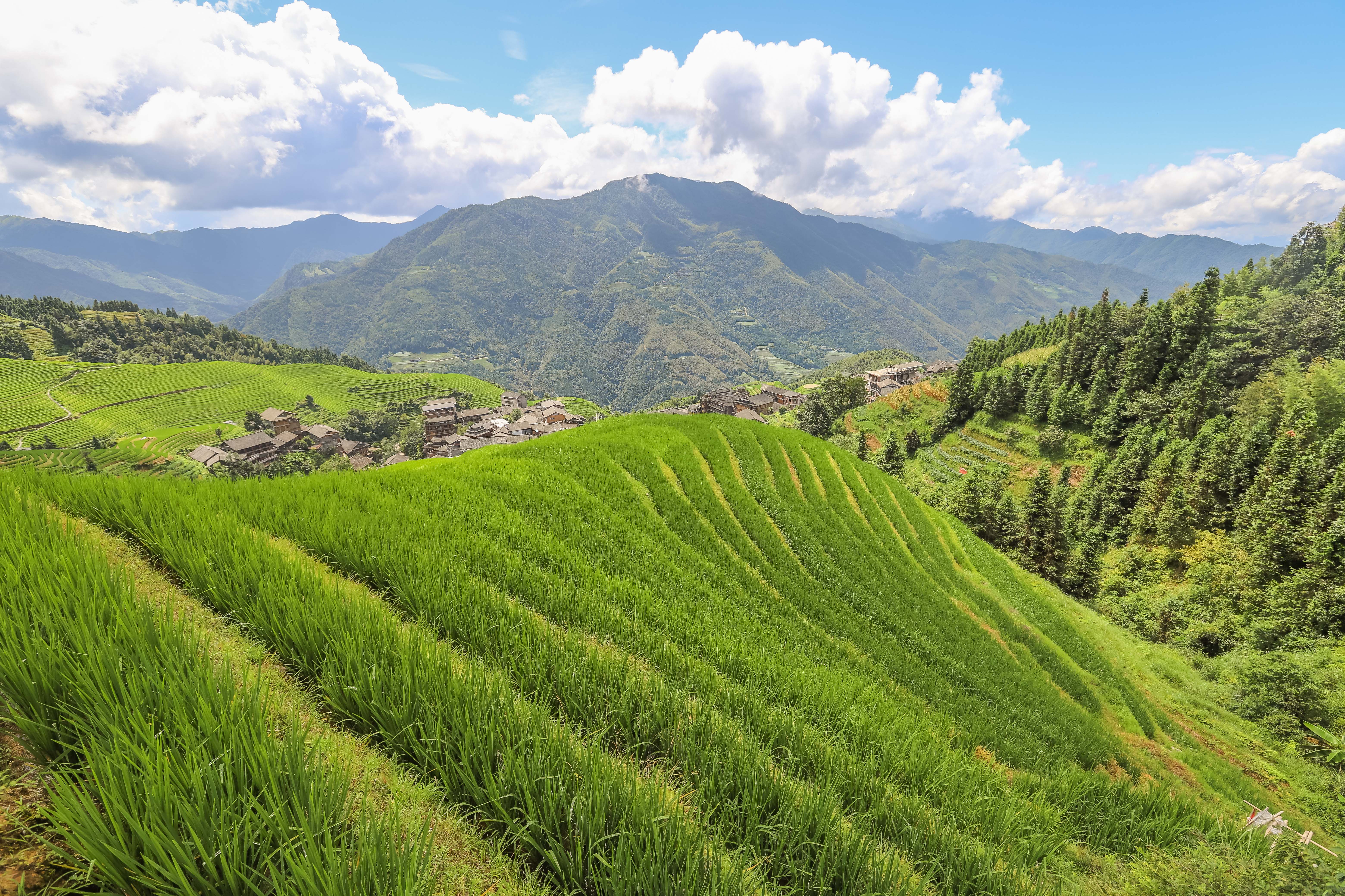 龙脊水稻梯田图片,龙脊水稻