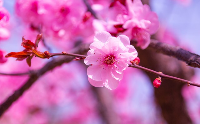 万紫千红总是春诗意,万紫千红总是春淡妆浓抹总相宜