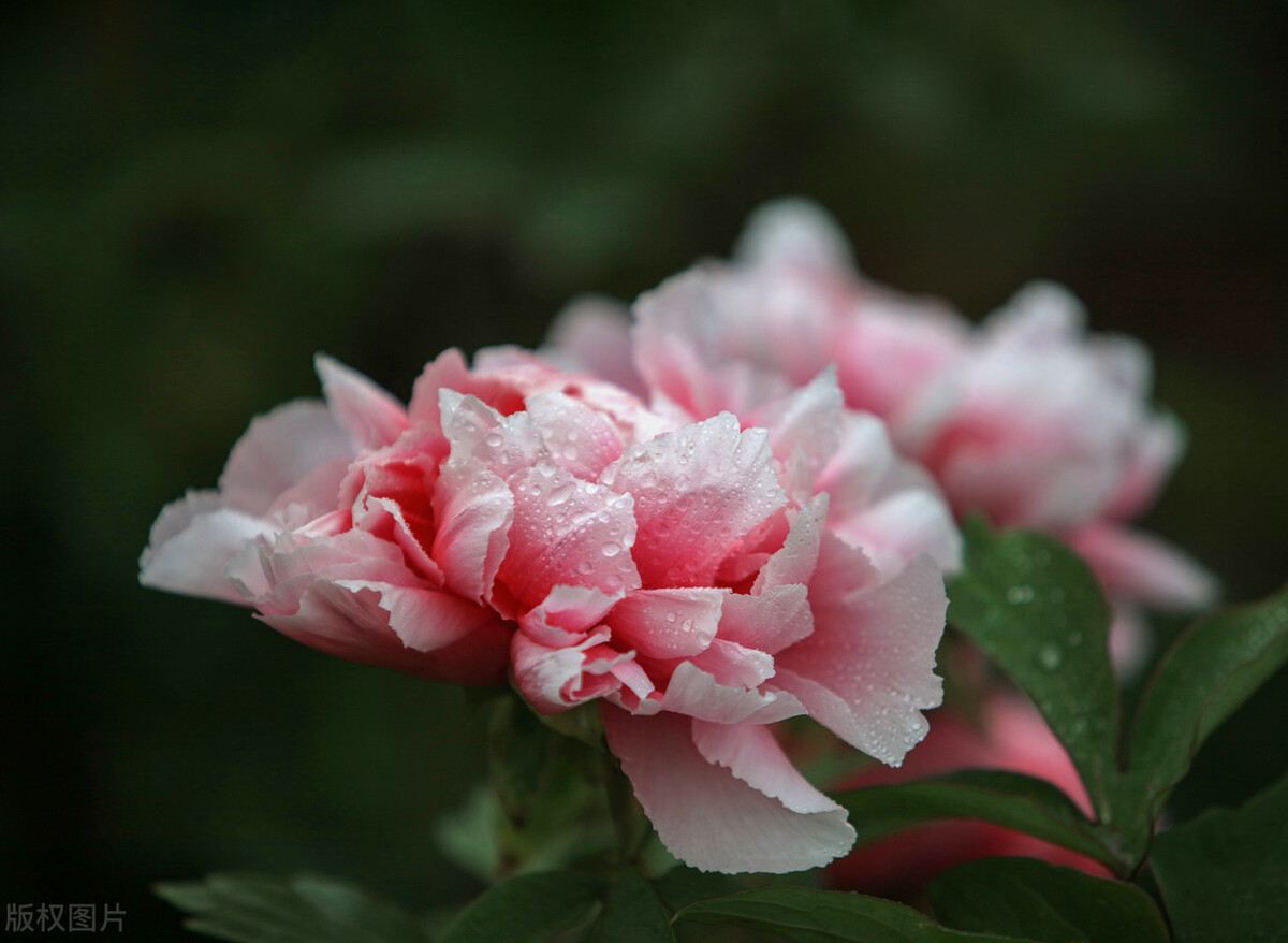花开时节动京城的牡丹真国色,唯有牡丹真国色花开富贵动京城