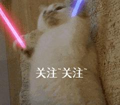 泰迪洗澡十大禁忌,注意泰迪犬洗澡7大误区劝你别犯