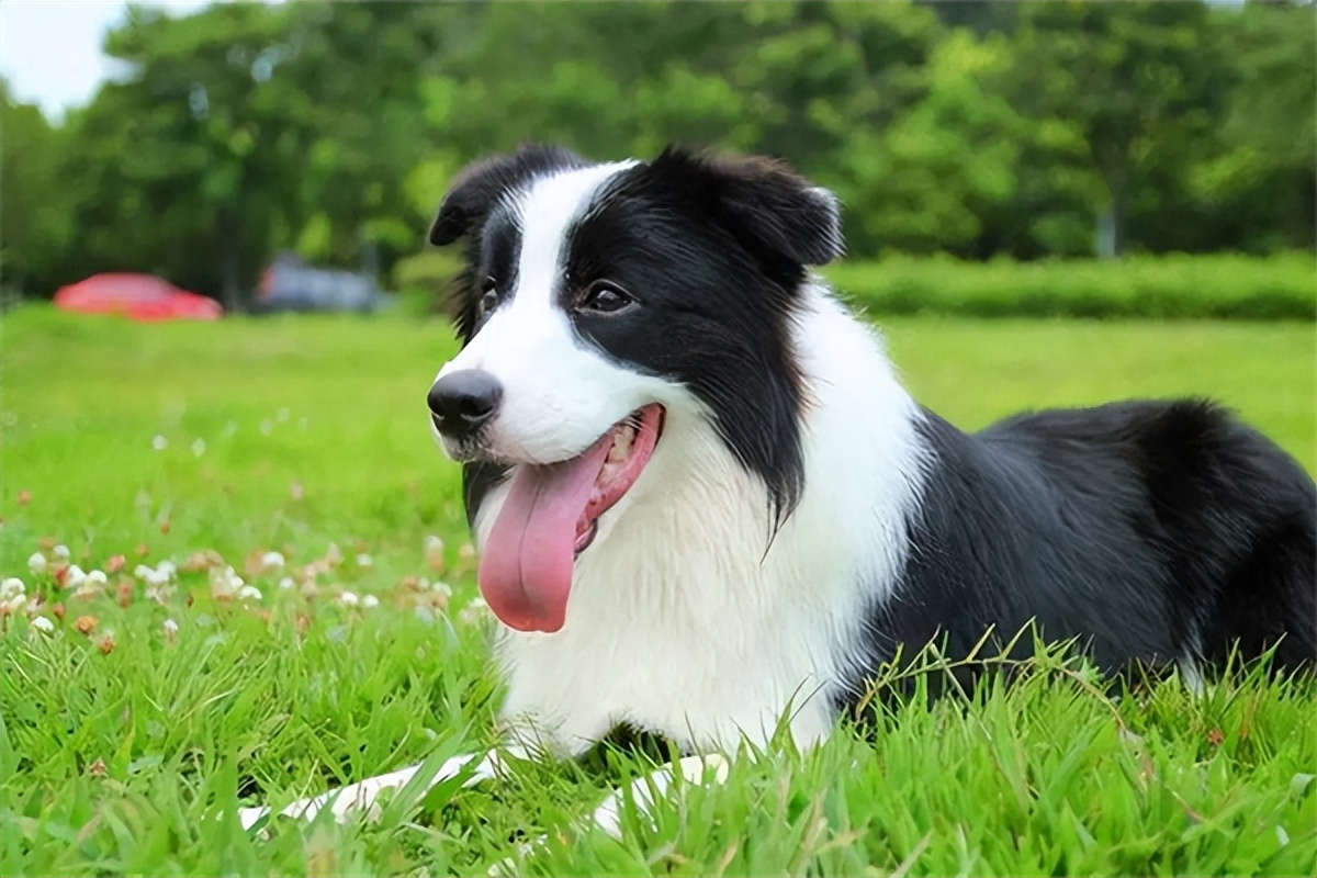 狗狗眼睛发红是不是品种的问题,普安特狗狗眼药水