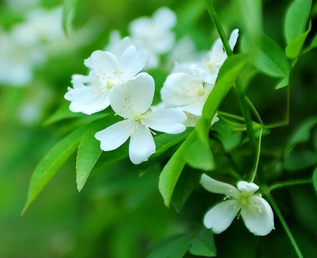 中药古今研究连翘,中药古今研究莪术