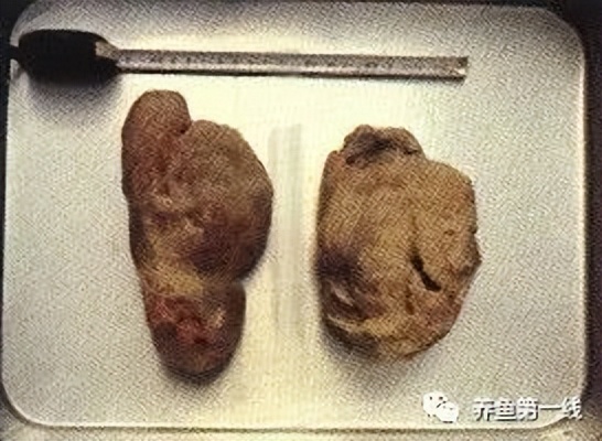 水生生物大盘点,水生生物多图排版