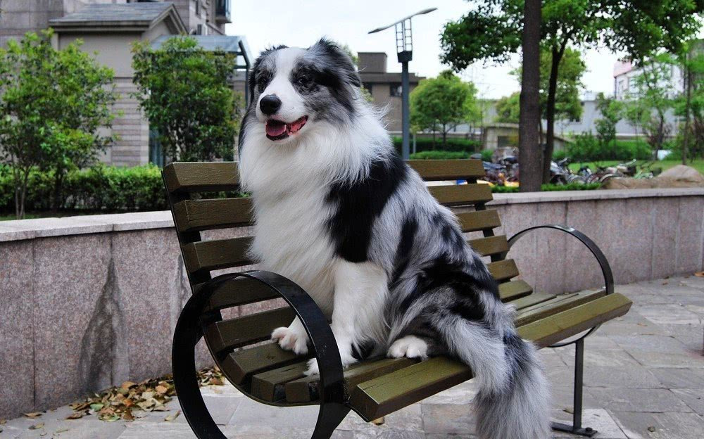 十种最好养的狗狗优缺点,十种最好养的狗狗优缺点是什么