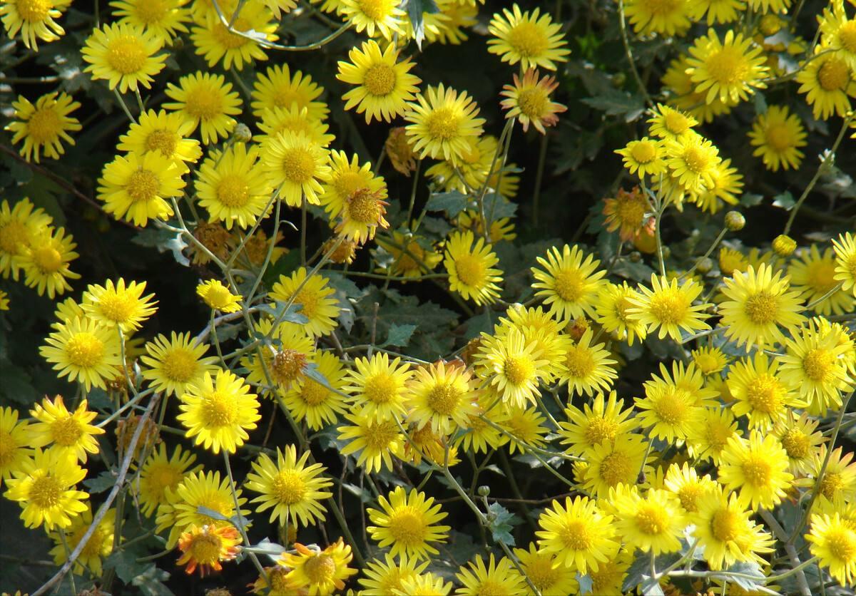 野菊花杀虫的有效成分,乡间生长的野菊花有什么药效