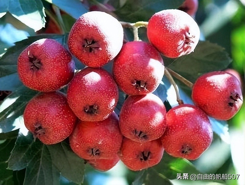 辽宁省沈阳市法库县鲜花店,辽宁省沈阳市法库县旅行社