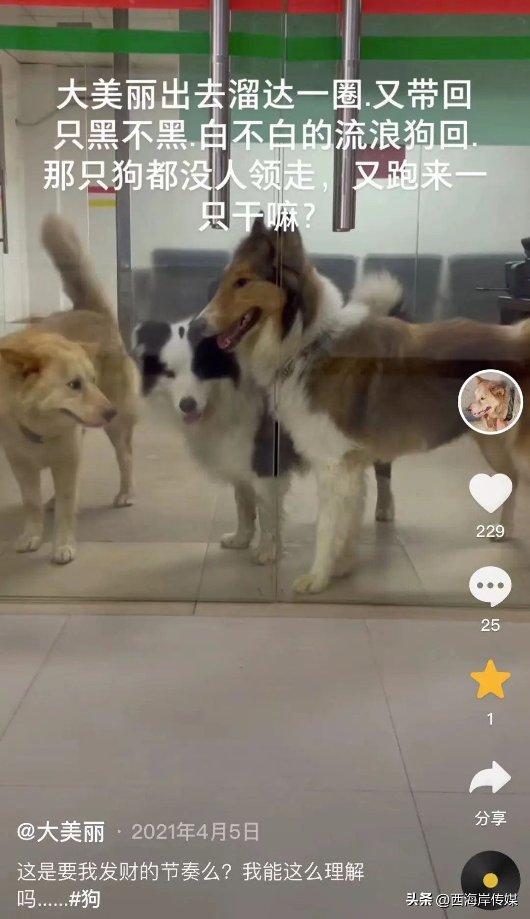 土狗月薪3000,小土狗打工