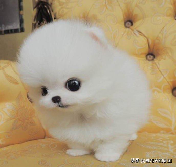 博美备孕指南，这次终于用上了，赶紧收藏起来