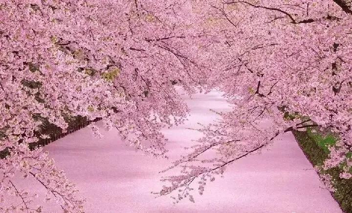 读懂这8首诗的人更年轻,经典诗词十首春