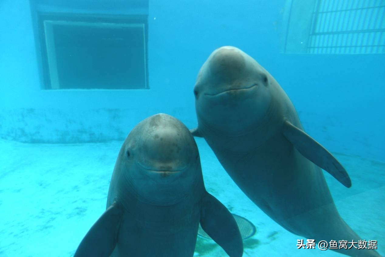 长江江豚吃什么呢,长江江豚以前可以吃吗