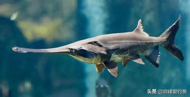 长江禁渔出现了什么新鱼,长江禁渔10年到现在鱼怎么样了