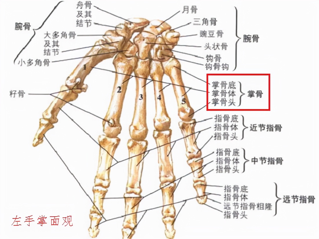 手掌骨折保守治疗和手术的优劣,手指骨折是手术还是保守治疗