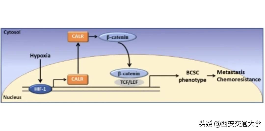 科研实力+1！看交大医学力量