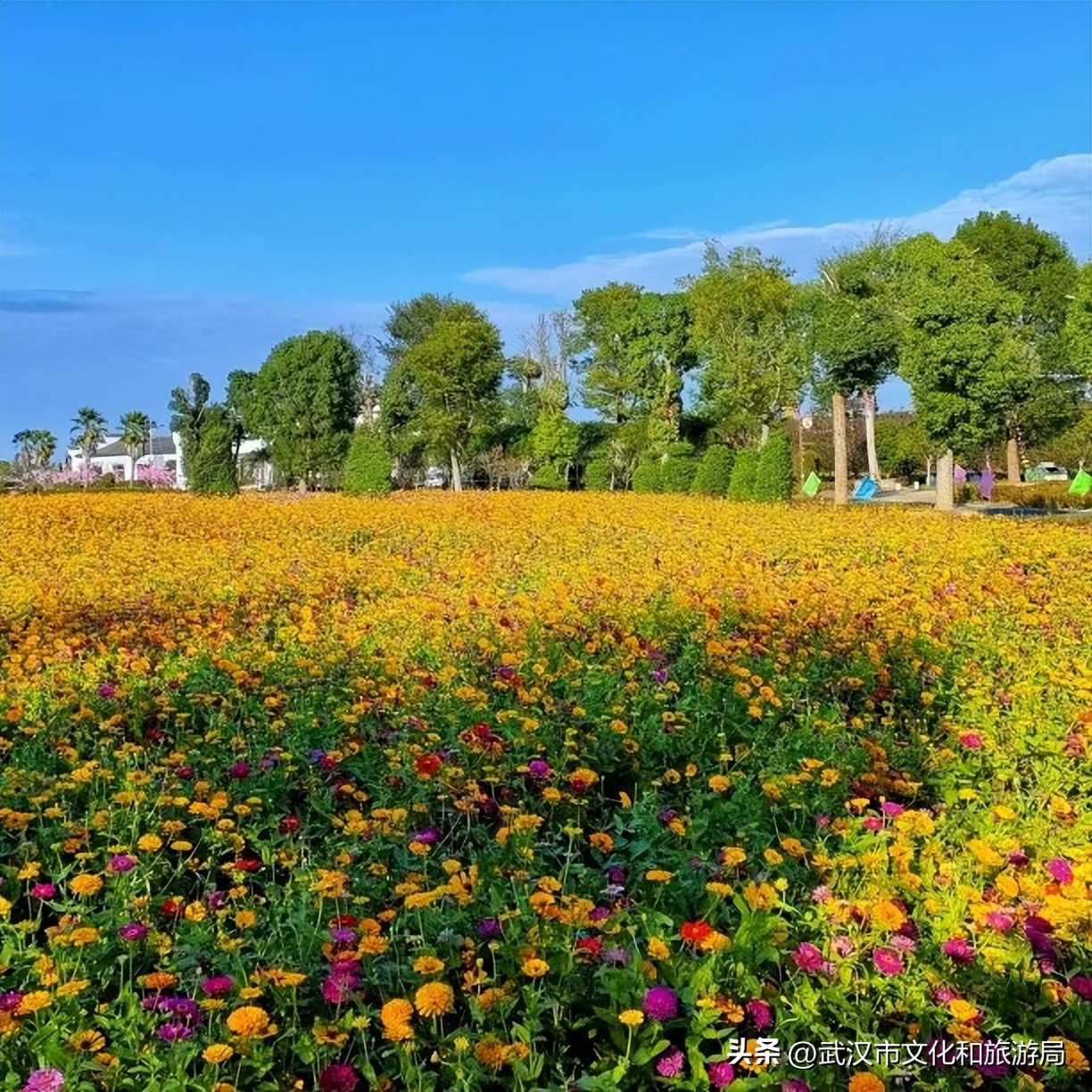 花朝河湾邀您来赏花,花朝河湾旅游景区本地人要门票吗