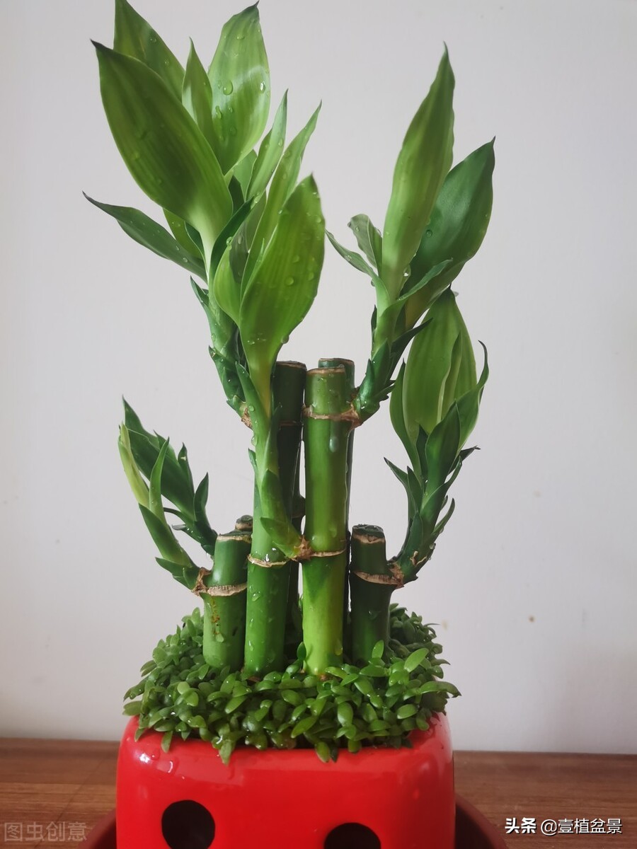 养花增加桃花运吗,养花增添乐趣