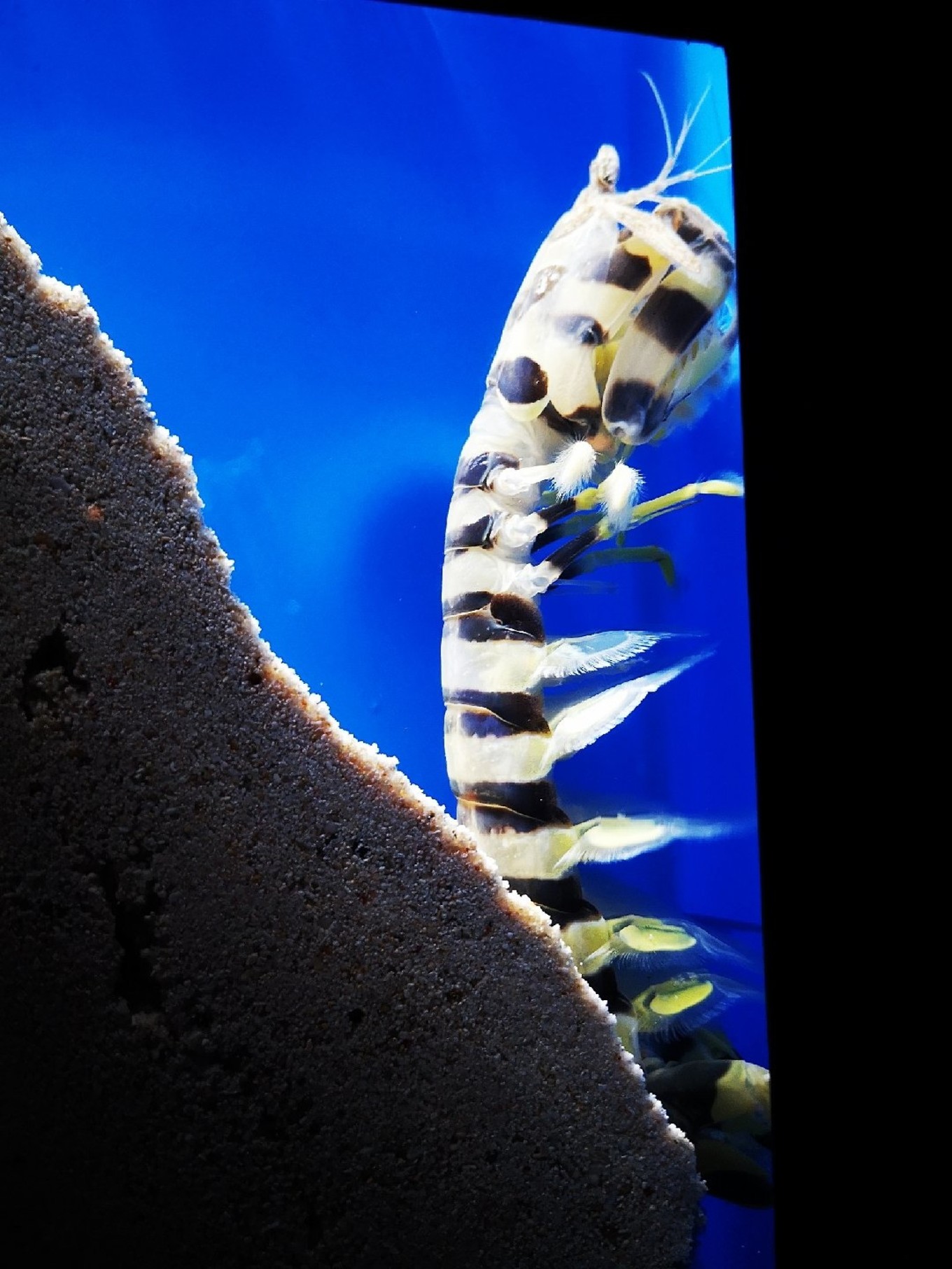 暑期档2019年,2019年暑期档