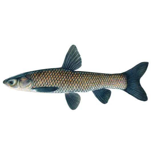 青鱼儿小说,四川青鱼儿