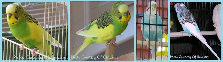 虎皮鹦鹉基因原理,虎皮鹦鹉钴基因