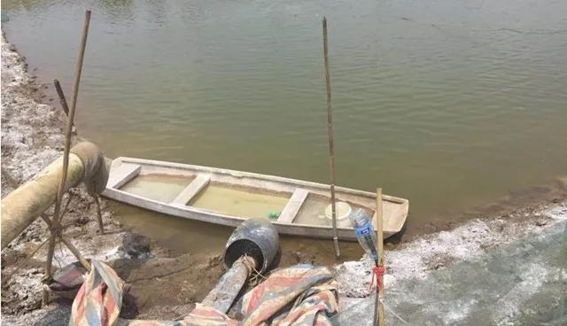 泥鳅冬季开花的养殖技术,泥鳅开花做法