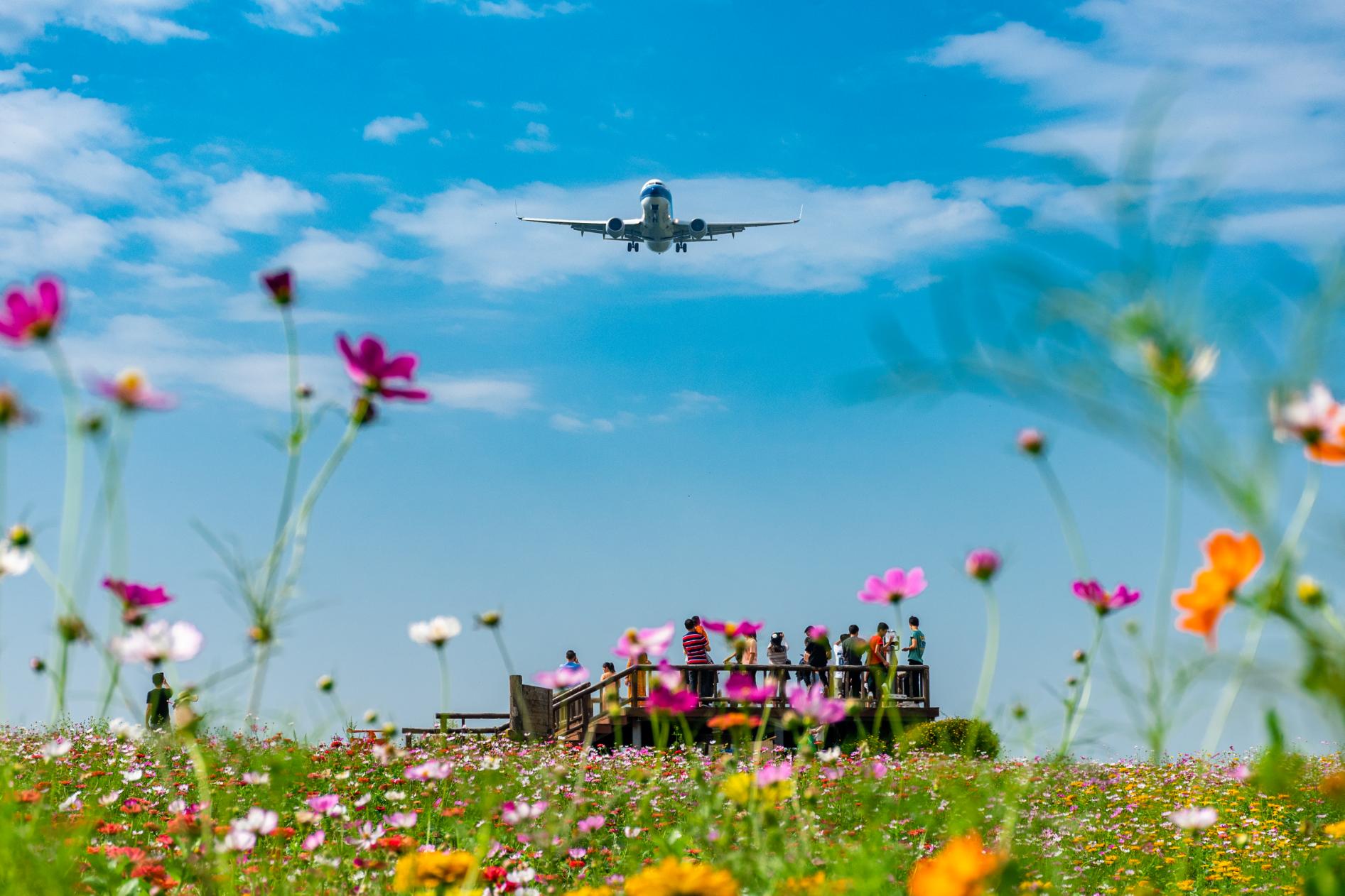 空港花田几点免费,空港花田最新信息
