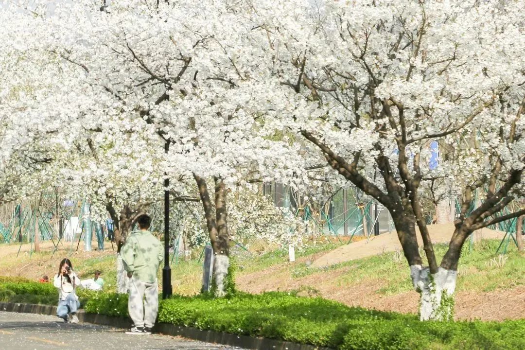 雨樱也浪漫！浙工大美美美！