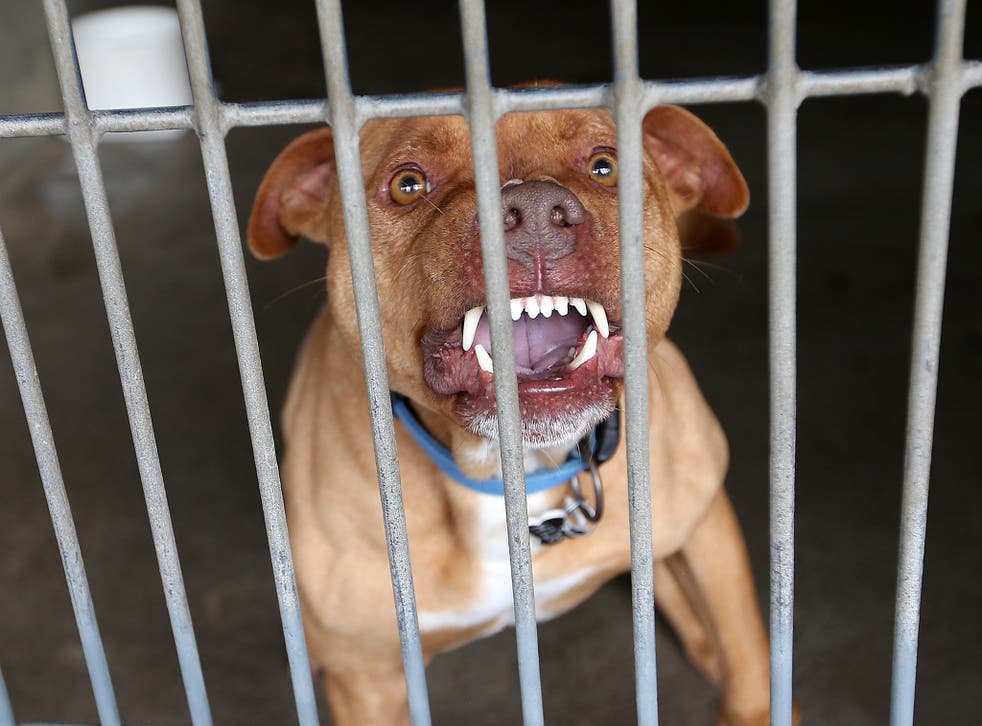 比特犬VS杜高犬谁厉害,比特犬vs杜高犬野猪