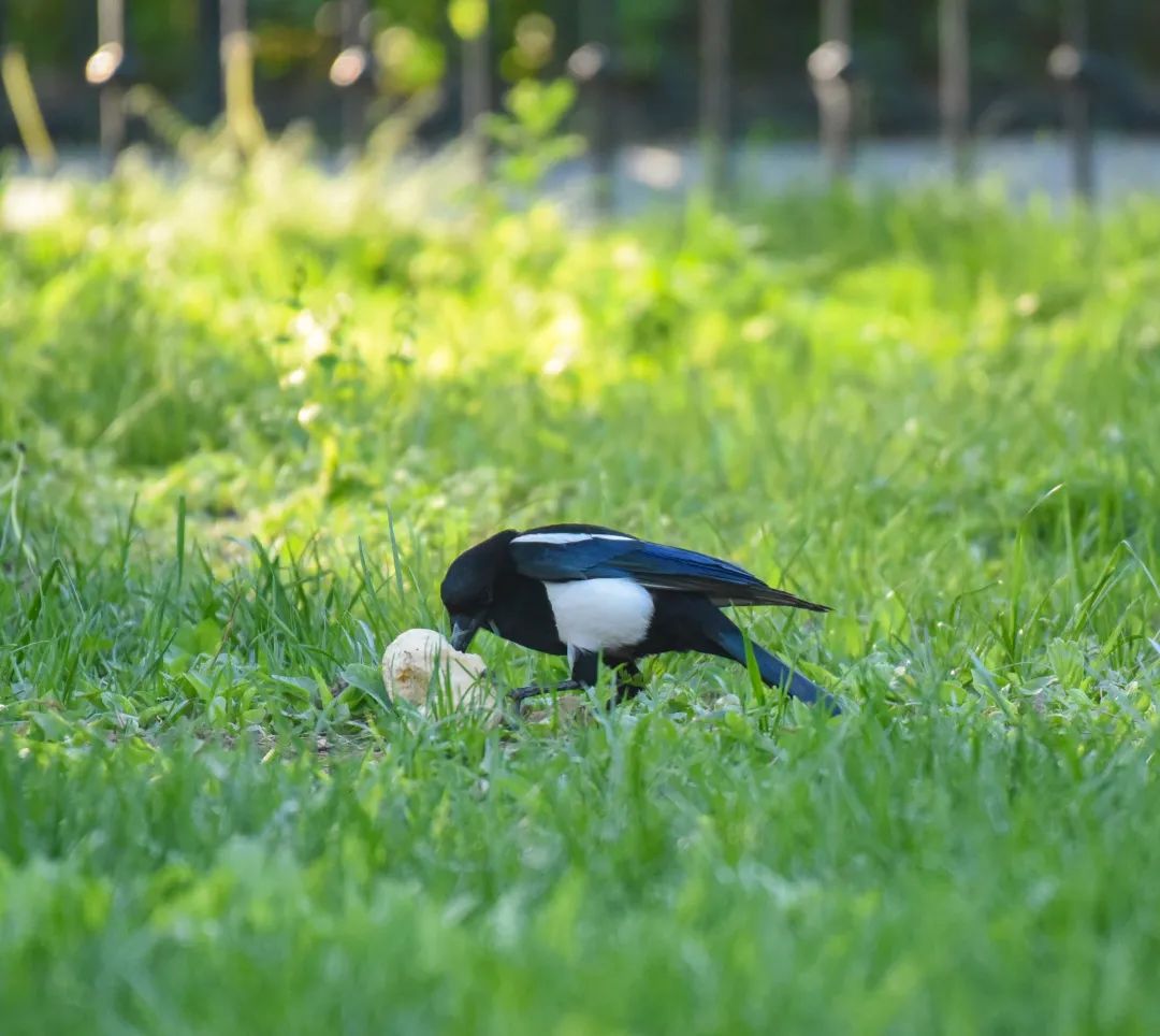 为啥乌鸦不敢招惹喜鹊,喜鹊凶猛