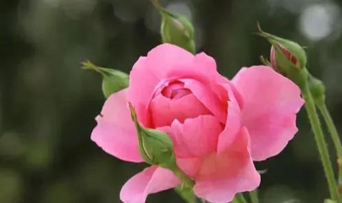 我想你了怎么办呀,我想你了怎么办高情商回答