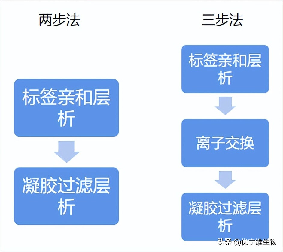 真核原核生物细胞壁,真核生物标记基因