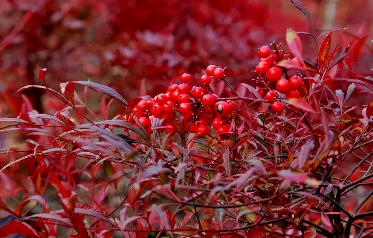 花园适合种的植物,在花园种植哪些植物比较适合